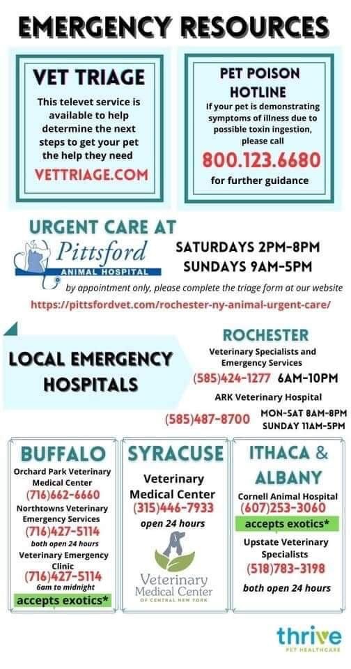 Emergencies | Veterinarian in Spencerport, NY | Erie Canal Animal Hospital